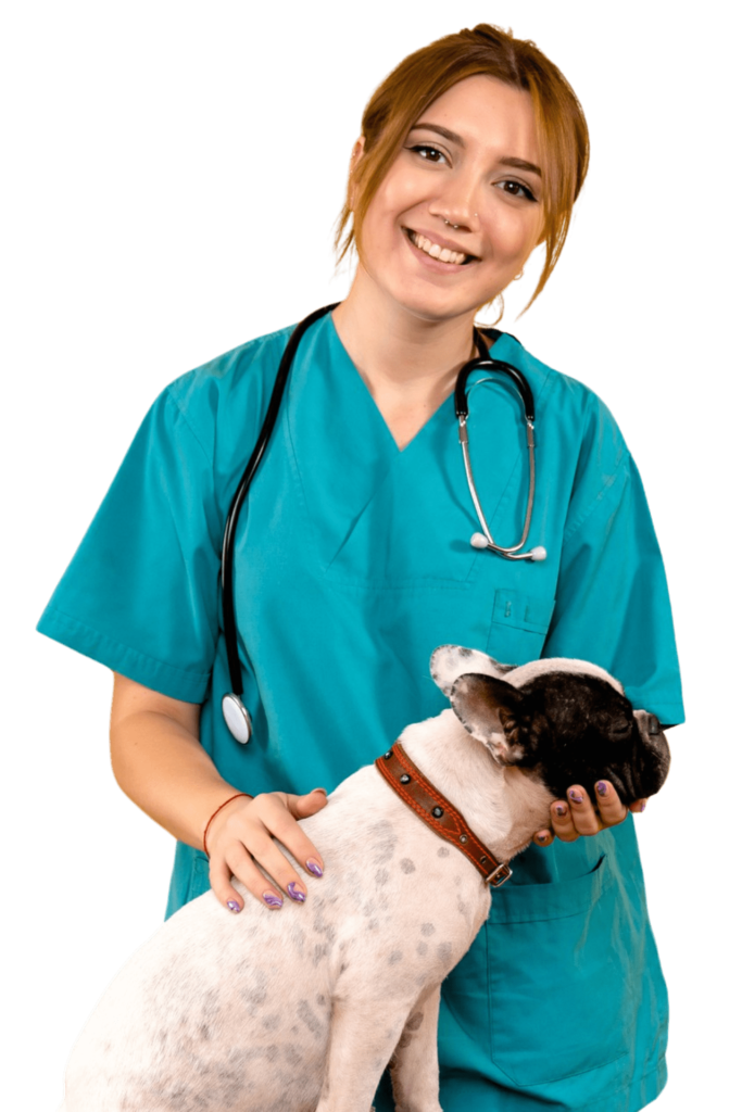 veterinaria-sorrindo-fazendo-carinho-cachorro-bulldog-castracao-cvp-clinica-veterinaria-popular